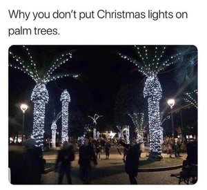Florida Palm Trees.jpg